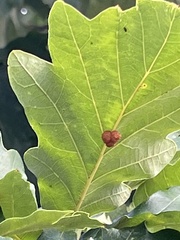 Andricus nigricens