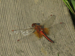 Sympetrum flaveolum