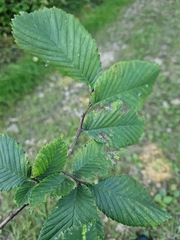 Ulmus glabra