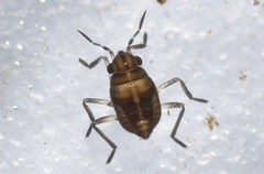 Gerromorpha