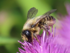 Megachile willughbiella
