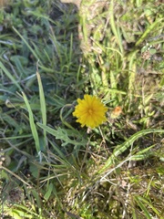 Scorzoneroides autumnalis