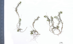 Callitriche hermaphroditica