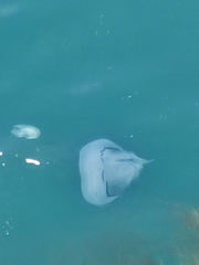 Rhizostoma pulmo