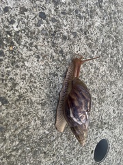 Lissachatina immaculata