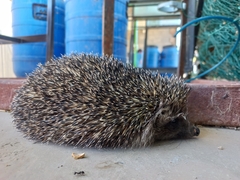 Erinaceus