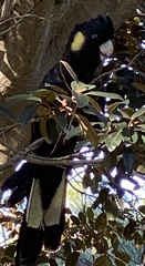 Zanda funerea funerea