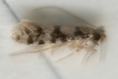 Eudarcia haliplancta