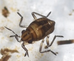 Gerromorpha