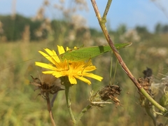 Phaneroptera falcata