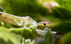 Orthotylus