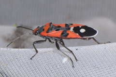 Lygaeus
