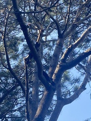 Zanda funerea funerea