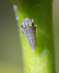 Cicadellidae