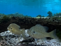Lepomis auritus