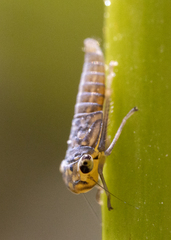 Cicadellidae