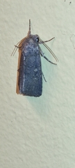 Agrotis trux