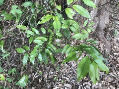 Castanopsis carlesii