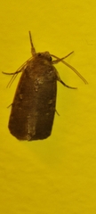 Agrotis trux