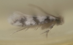 Eudarcia haliplancta