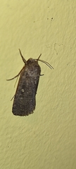 Agrotis trux