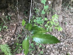 Castanopsis carlesii