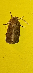 Agrotis trux
