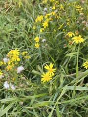 Senecio squalidus