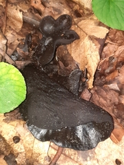 Wynnea americana