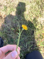 Scorzoneroides autumnalis