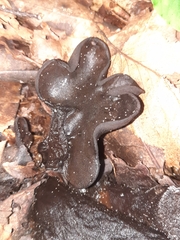 Wynnea americana