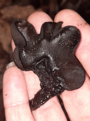 Wynnea americana