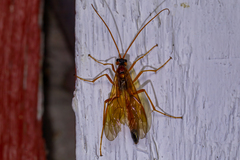 Opheltes glaucopterus