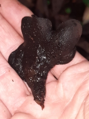 Wynnea americana