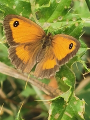 Pyronia tithonus