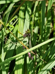 Allium carinatum