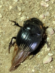 Dichotomius colonicus