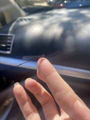 Ischnura heterosticta