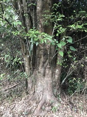 Castanopsis carlesii