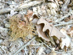 Andricus caputmedusae