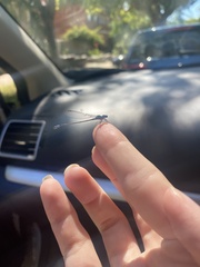 Ischnura heterosticta