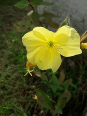 Oenothera glazioviana