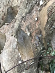 Castanopsis carlesii