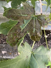 Phyllocnistis liquidambarisella