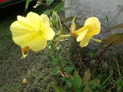 Oenothera glazioviana