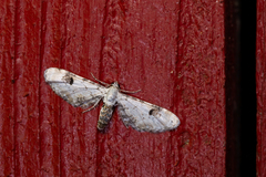 Eupithecia centaureata
