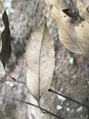 Castanopsis carlesii