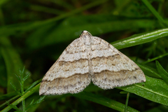 Perizoma parallelolineatum