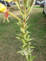 Oenothera glazioviana