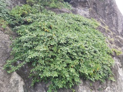 Ficus tinctoria